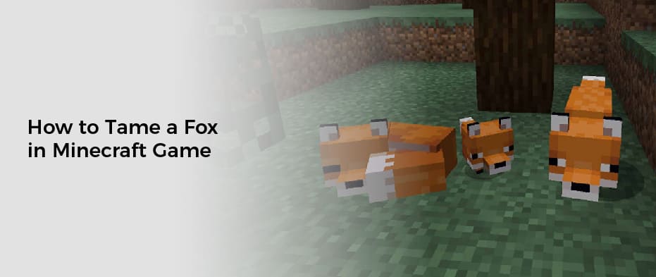 how to tame a fox in Minecraft